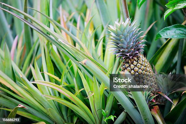 Ananas Wachsenden Stockfoto und mehr Bilder von Ananas - Ananas, Blatt - Pflanzenbestandteile, Fotografie