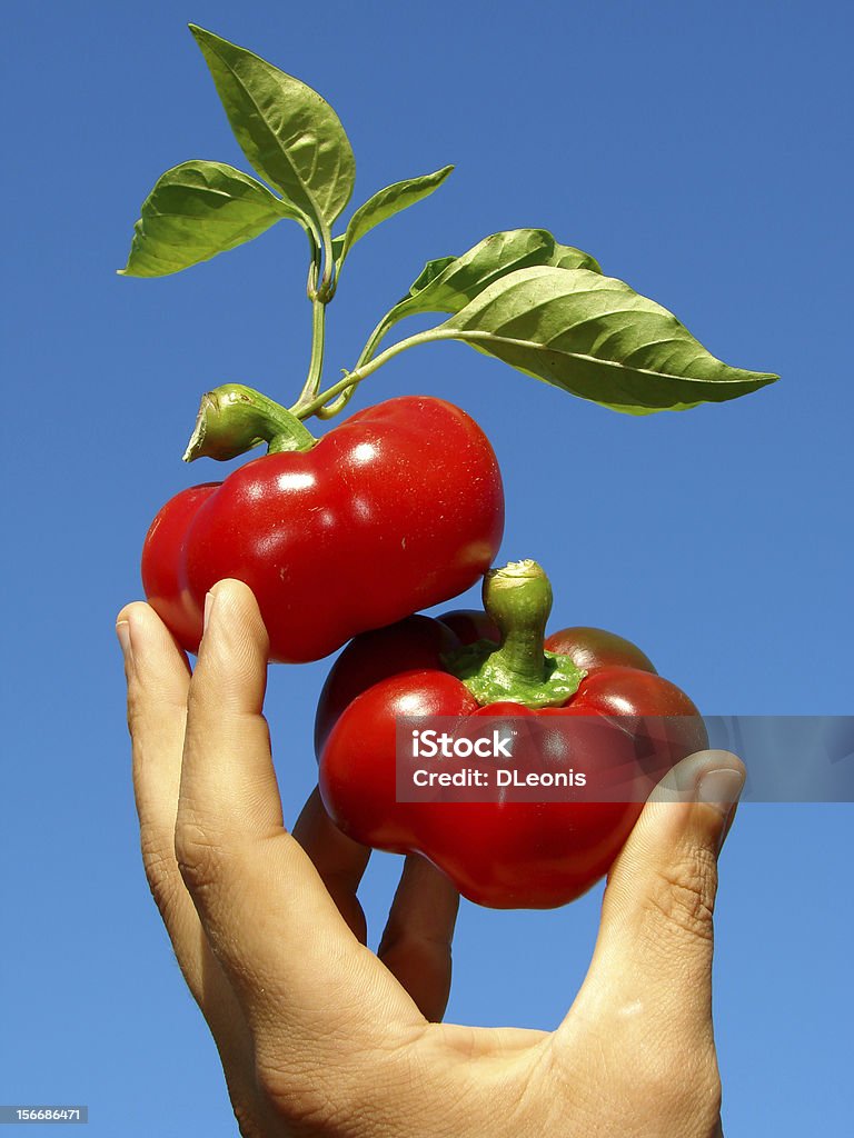 Peperoni rossi in mano - Foto stock royalty-free di Agricoltura