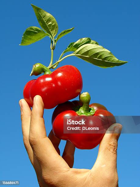 Peperoni Rossi In Mano - Fotografie stock e altre immagini di Agricoltura - Agricoltura, Alimentazione sana, Blu