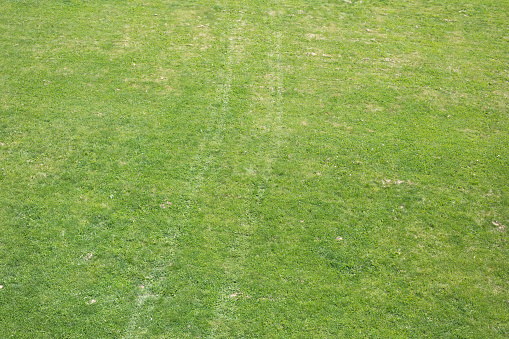 Green field. Top view of lawn. Green grass. Summer background.