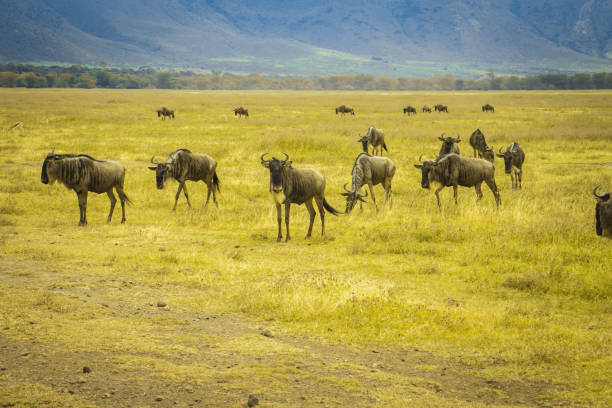 A confusion of Wildebeest migrating in Ngorongoro crater