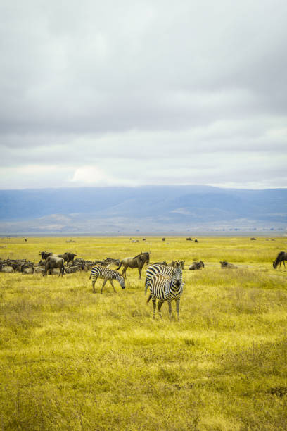 un éblouissement de zèbres dans la nature mangeant de l’herbe verte - zebra africa wildlife nature photos et images de collection