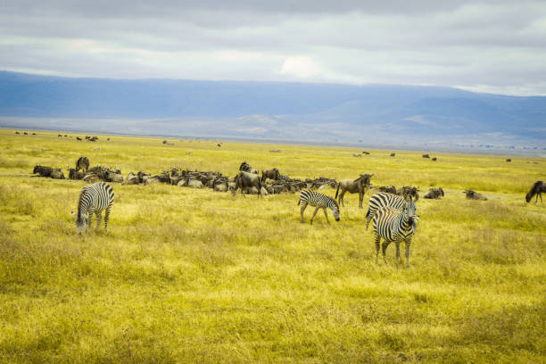 un éblouissement de zèbres dans la nature mangeant de l’herbe verte - zebra africa wildlife nature photos et images de collection