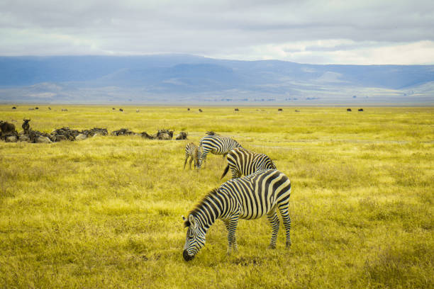 un éblouissement de zèbres dans la nature mangeant de l’herbe verte - zebra africa wildlife nature photos et images de collection