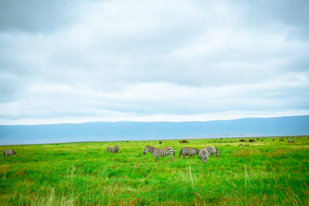 un éblouissement de zèbres dans la nature mangeant de l’herbe verte - zebra africa wildlife nature photos et images de collection