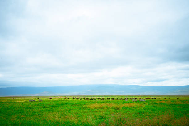 A confusion of Wildebeest migrating in Ngorongoro crater