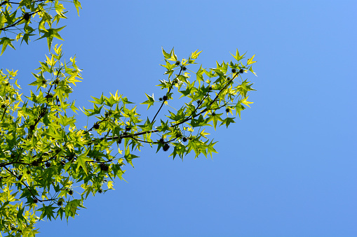 American sweetgum branches against blue sky - Latin name - Liquidambar styraciflua