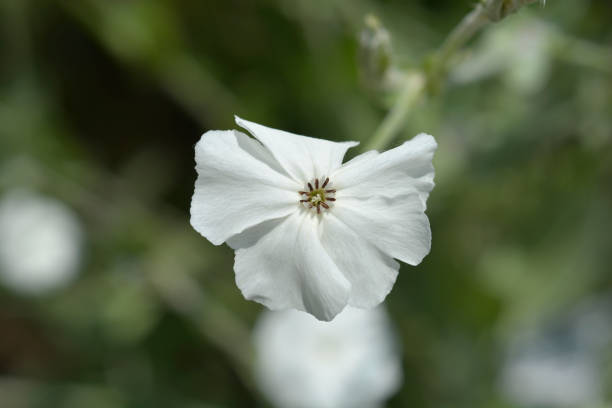 White Rose campion White Rose campion flower - Latin name - Silene coronaria Alba dusty miller photos stock pictures, royalty-free photos & images