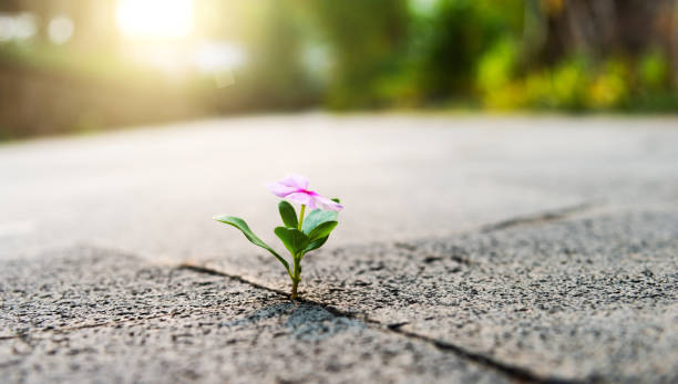 istock Pink flower growing through crack pavement 1566899106