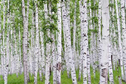 Trunks of birch in the forest.