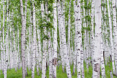 Trunks of birch in the forest