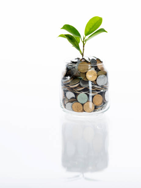 istock Green plant growing from coin jar on white background 1566903906