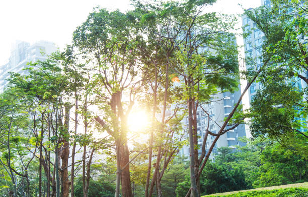 istock Trees in front of the office building 1566904957