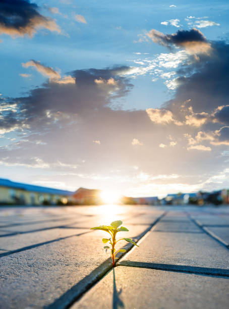 istock Young plant growing from brick road 1566906515