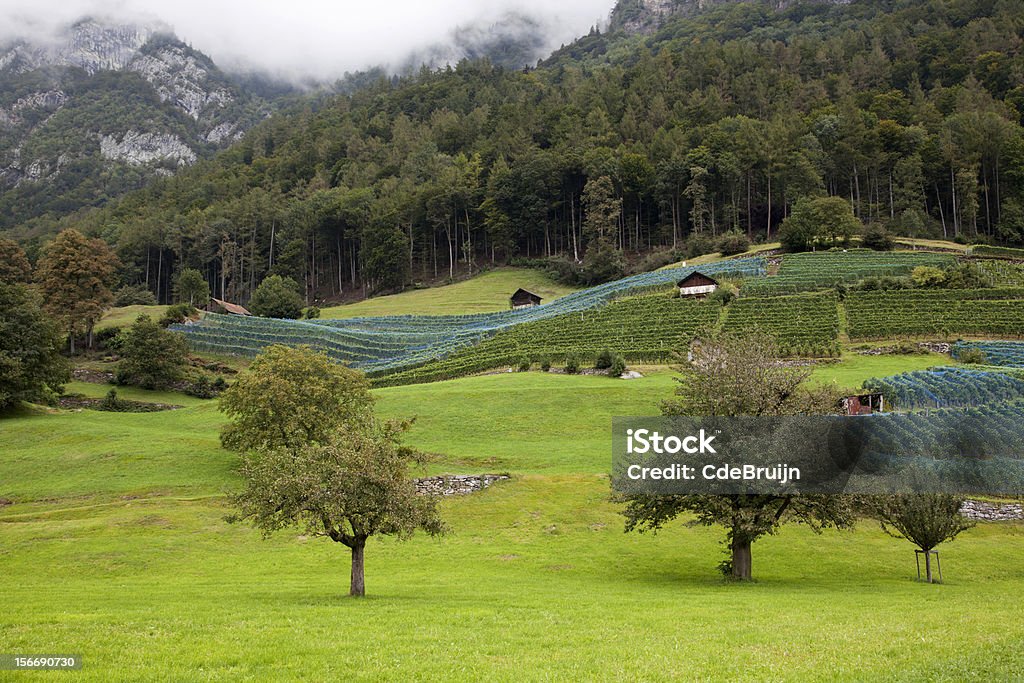 Viñedos en Suiza - Foto de stock de Agricultura libre de derechos