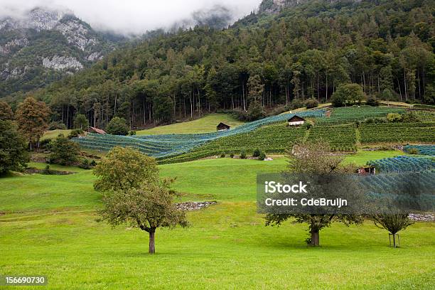 Vinhas Na Suíça - Fotografias de stock e mais imagens de Agricultura - Agricultura, Ajardinado, Alpes Europeus