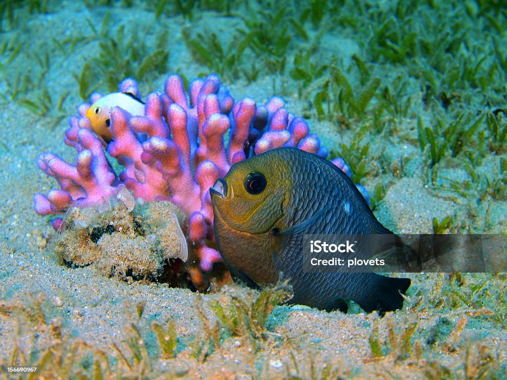 Corail poissons - Photo de Au fond de l'océan libre de droits