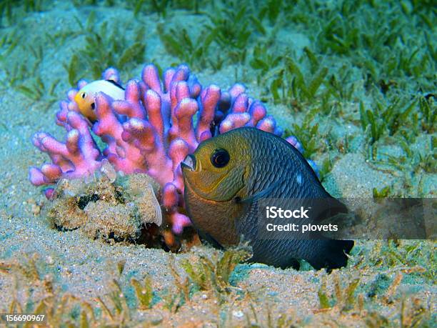 Photo libre de droit de Corail Poissons banque d'images et plus d'images libres de droit de Au fond de l'océan - Au fond de l'océan, Corail - Cnidaire, Eau