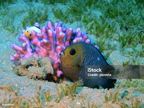 コーラルの魚 - 写真のストックフォトや画像を多数ご用意 - 写真, 刺胞動物 サンゴ, 動物