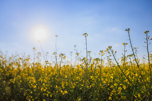 Oilseed in yellow bloom under the blue sky on a sunny day in summer, global oil supply and demand