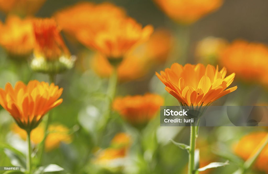 Fiore di Calendula - Foto stock royalty-free di Ambientazione esterna