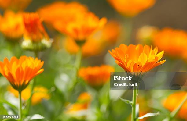 Fiore Di Calendula - Fotografie stock e altre immagini di Ambientazione esterna - Ambientazione esterna, Arancione, Bellezza
