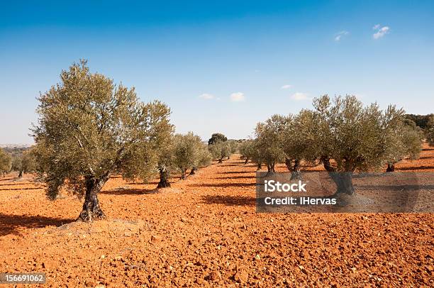 Olival - Fotografias de stock e mais imagens de Oliveira - Oliveira, Madrid, Oliveiral