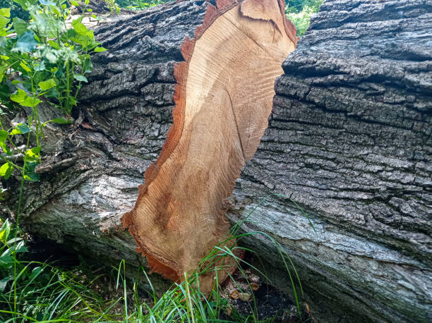 istock A stump of an old tree 1566921224