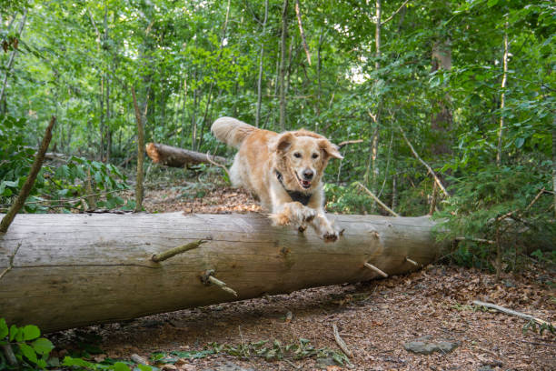 istock golden retriever dog jumping a tree trunk in forest 1566933251