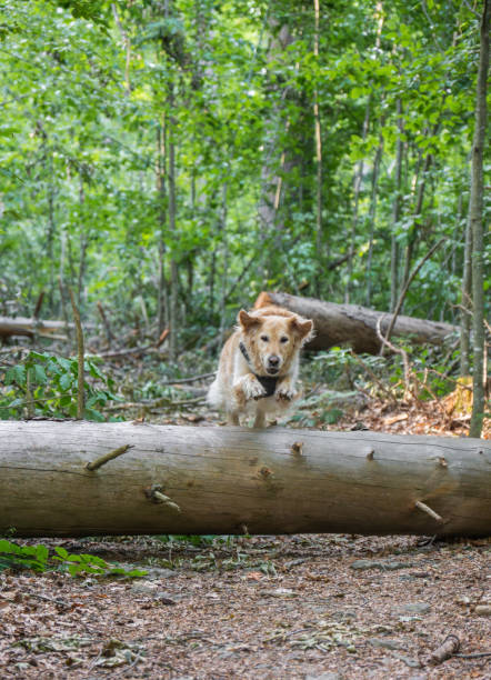 istock golden retriever dog jumping a tree trunk in forest 1566933764