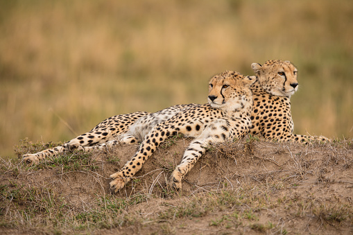 Couple of cheetah