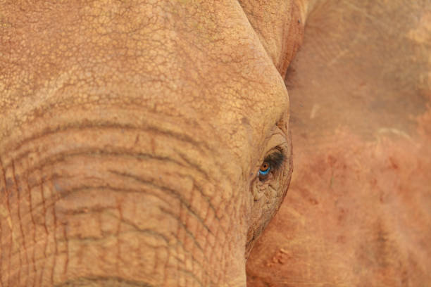 Close up of Wild Elephant Eye