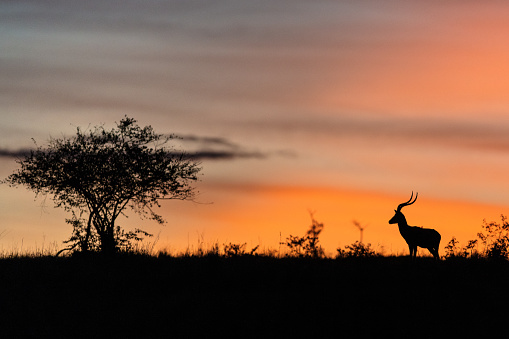 A Kudu and a tree silhouetted by the rising sun