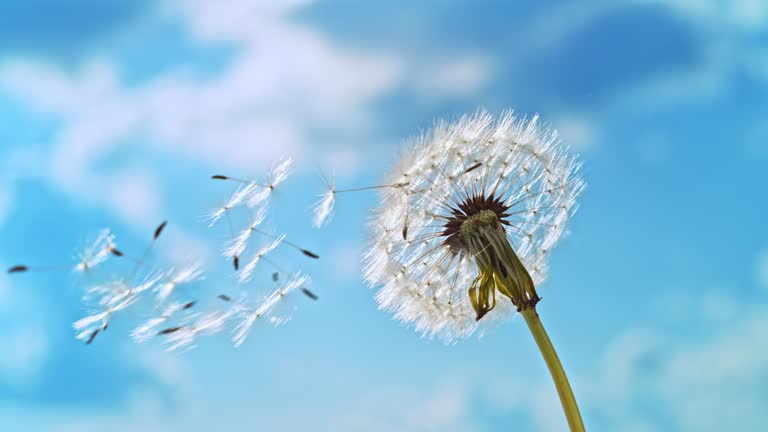 SLO MO Dandelion seed head losing its seeds in the wind