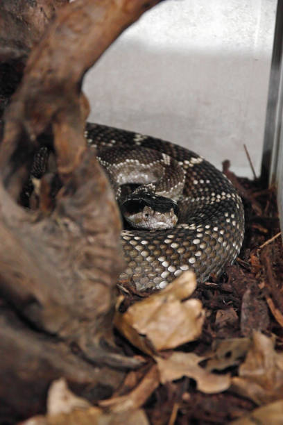 istock Mexican black-tailed rattlesnake, snake 1566947260