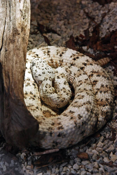 istock Southwestern speckled rattlesnake, snake 1566947268