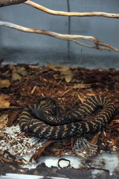 istock Rinkhals, ring-necked spitting cobra, snake 1566947269