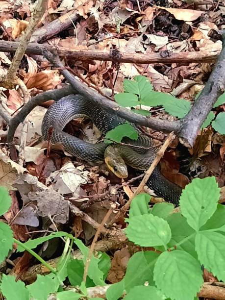 istock Aesculapian Snake among twigs 1566948387