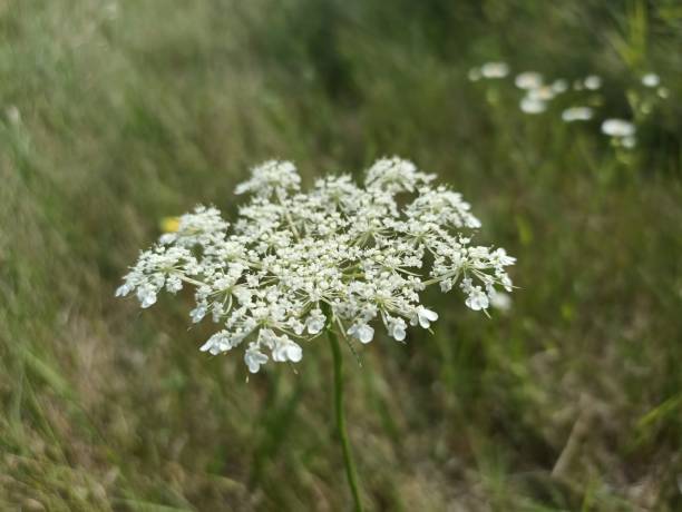 istock Daucus carota, whose common names include wild carrot,[3] European wild carrot, bird's nest, bishop's lace, and Queen Anne's lace (North America) 1566961819