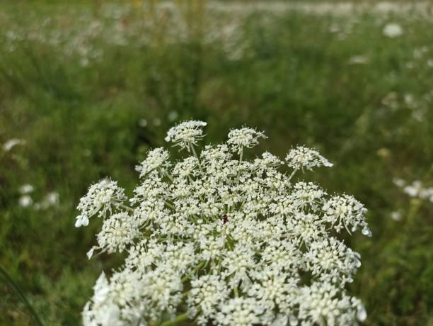 istock Daucus carota, whose common names include wild carrot,[3] European wild carrot, bird's nest, bishop's lace, and Queen Anne's lace (North America) 1566963634