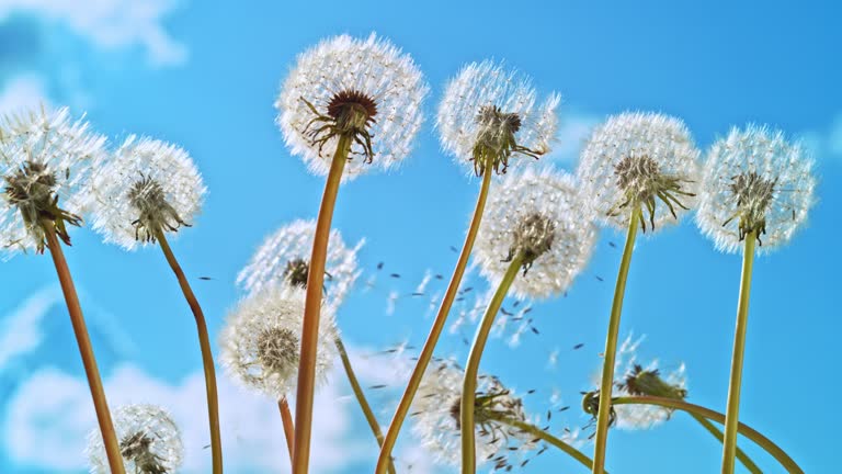 SLO MO LD Below dandelions moving in the wind on a sunny day