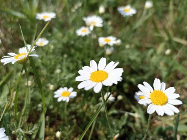 matricaria chamomilla (sinónimo: matricaria recutita), comúnmente conocida como manzanilla (también deletreada manzanilla), manzanilla alemana, manzanilla húngara (kamilla), manzanilla silvestre - german chamomile chamomile plant smelling flower fotografías e imágenes de stock