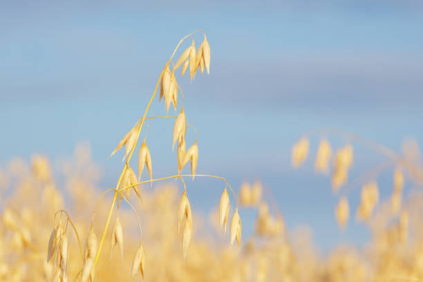 istock ripe ear of oats 1566967140