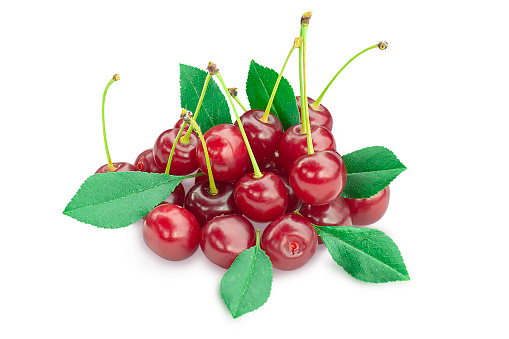 Bunch of ripe fresh cherries with green foliage isolated on white background.