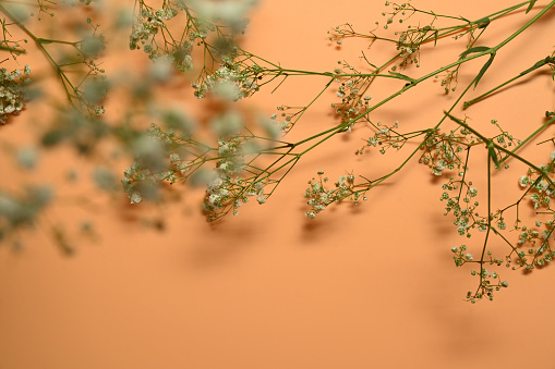 Beautiful gypsophila flowers on beige background with copy space for text.