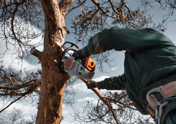 istock Arborist cuts down the branches of a dried emergency tree. Height climber works. 1566978699