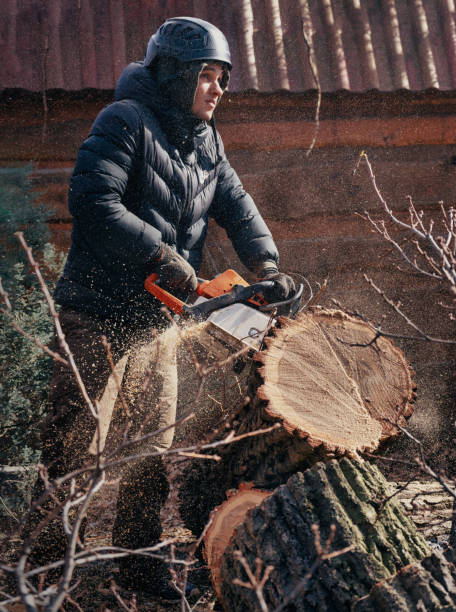 istock Woodcutter saws tree with chainsaw. Sawdust flies from chainsaw. 1566979811