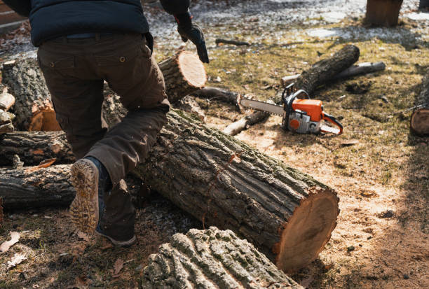 istock Woodcutter with chainsaw sawing tree trunks 1566980941