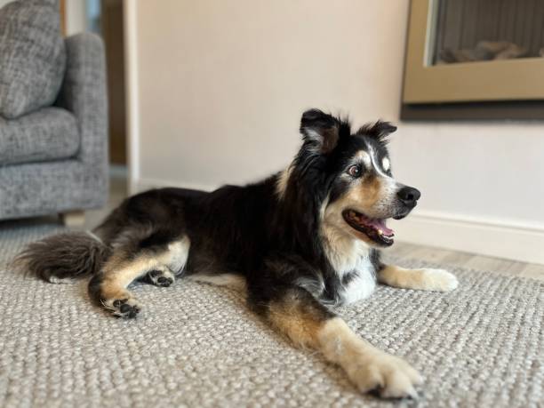 istock Border Collie on rug portrait 1566981556