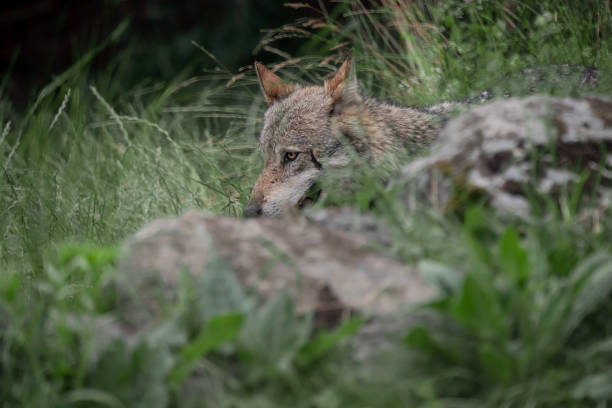 istock Wild Alps, the Italian wolf (Canis lupus italicus) 1566982067